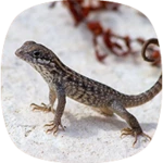 Logo of Lizard Sounds android Application 